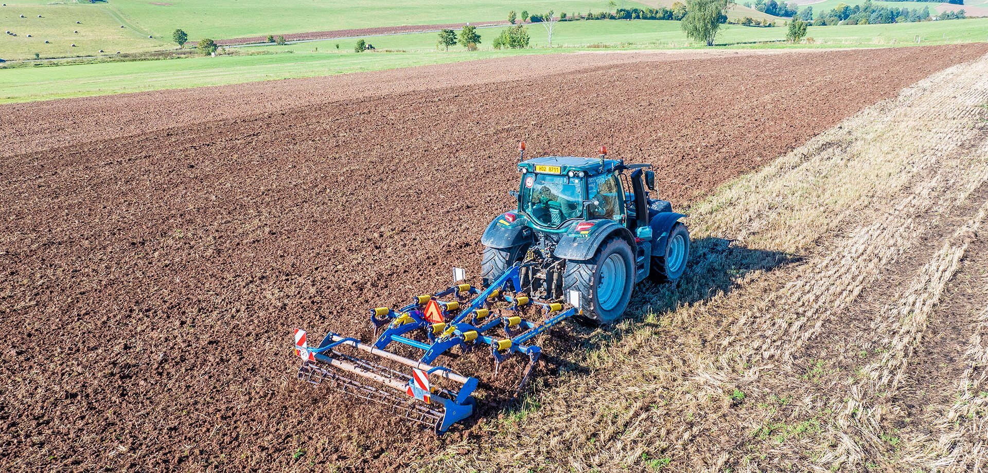 Dlátový kyprič Fantom