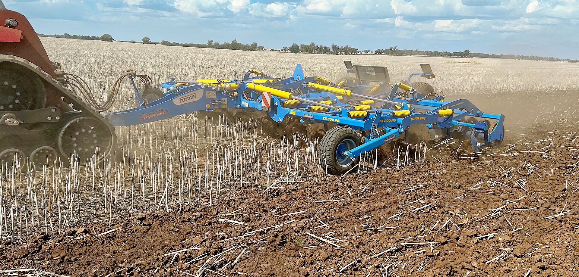 Dlátový kyprič Triolent