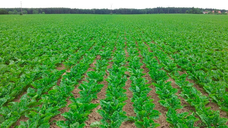 Verso for early spring pre-sowing soil processing