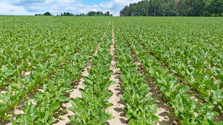 Kompaktomat pro vyšší výnosy a zisky