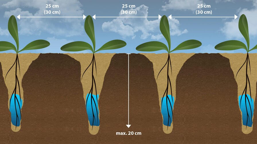 Falcon PRO Fert – effective strip sowing of rapeseed with excellent results