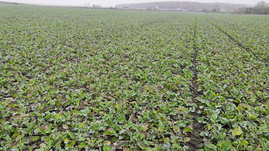 Falcon PRO Fert – effective strip sowing of rapeseed with excellent results