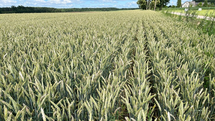 Falcon PRO Fert – effective strip sowing of rapeseed with excellent results