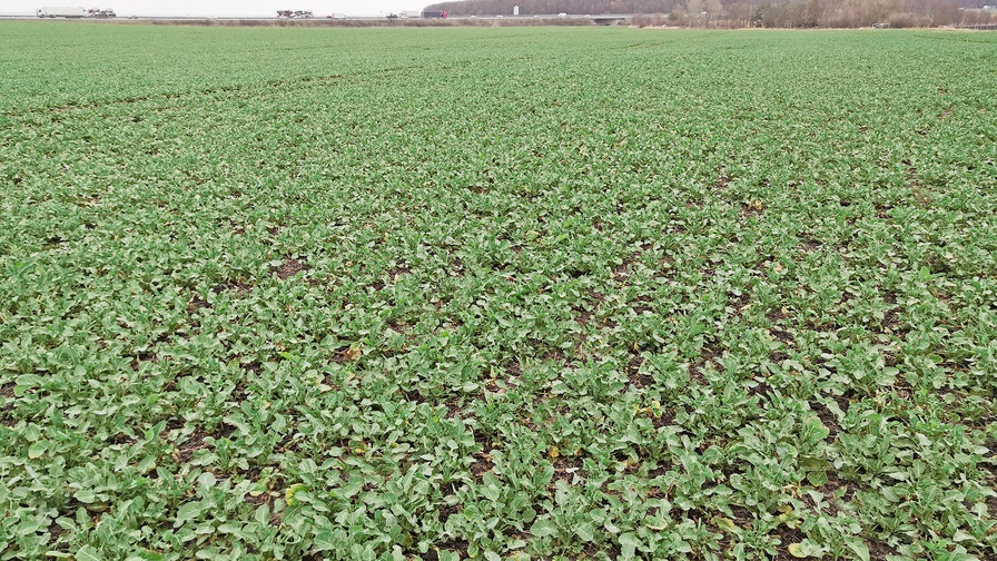 Falcon PRO Fert – effective strip sowing of rapeseed with excellent results