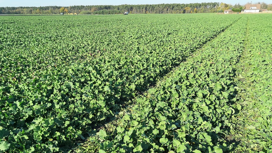 Falcon PRO Fert – effective strip sowing of rapeseed with excellent results