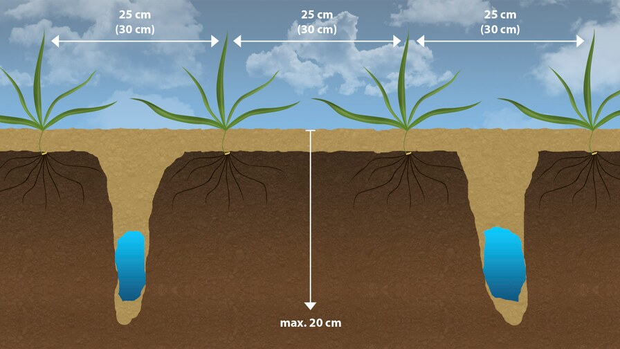 Falcon PRO Fert – effective strip sowing of rapeseed with excellent results