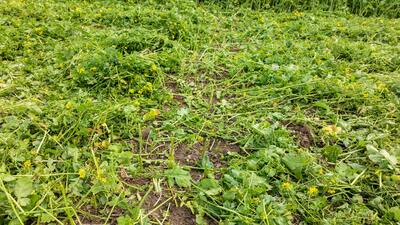 SingleCut muljur-rullid