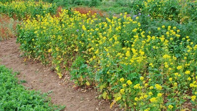 Greening and Catch Crops