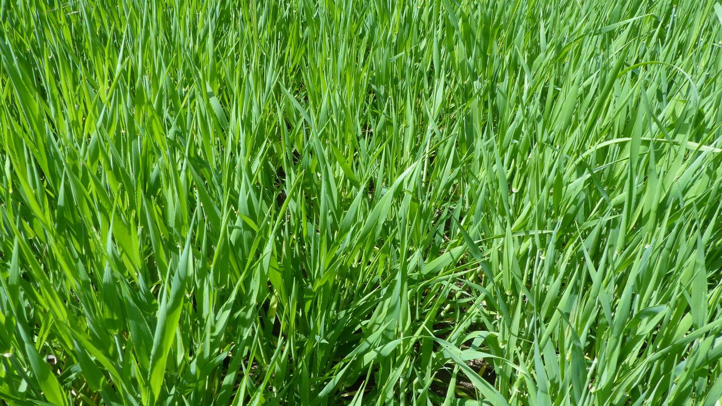 Check on the growth of spring barley - Farmet