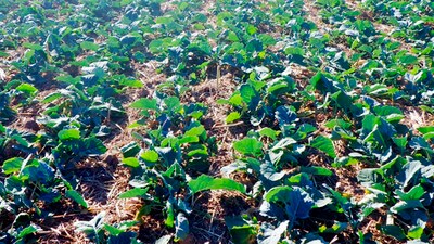 Winter Oilseed Rape Crop Establishment Technology