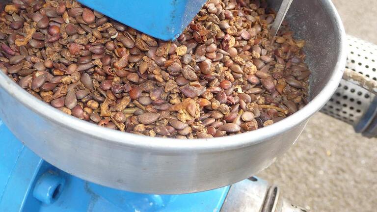 Grape seed pressing Grape seed pressing