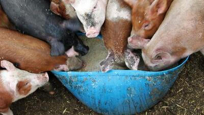 Konference - "Využití extrudovaných krmiv ve výživě zvířat"