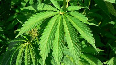 Napsali o nás - Technologie výroby konopného oleje