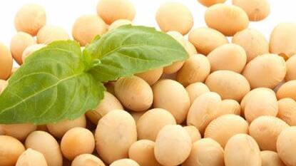 Effektive Verarbeitung von Sojabohnen auf eigenes Futtermittel