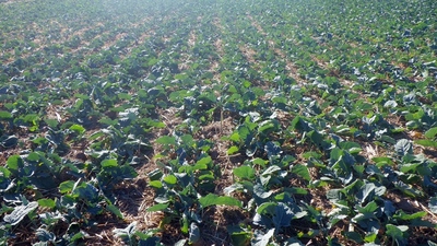 Falcon DEMO TOUR 2016 Continues!