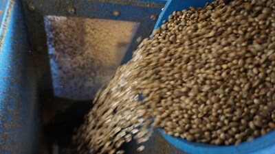 Cannabis Samen pressen