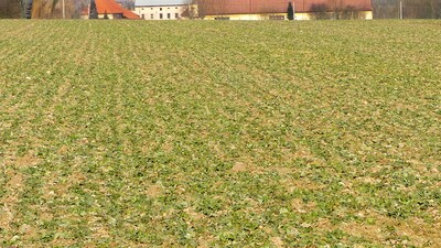 Aktuální stav letošních řepek