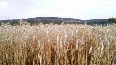 Žně na jižní Moravě pomalu končí