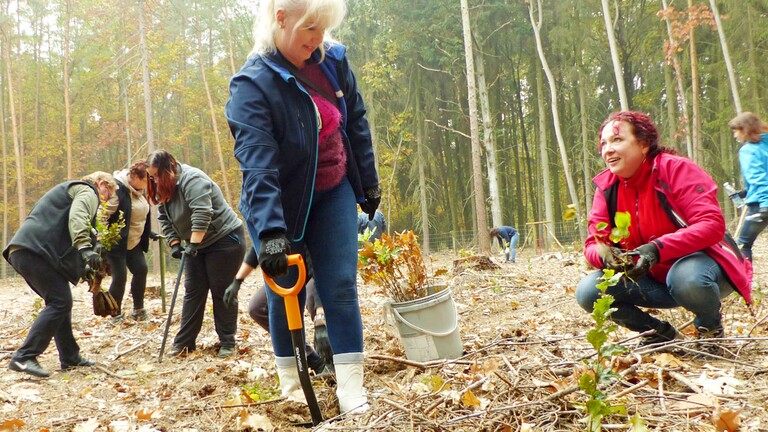 Sázení stromů na počest výročí založení republiky