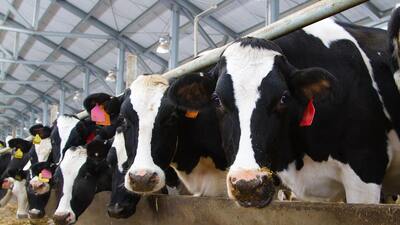 Technologies of oilseed pressing and their effect on the nutritional value of the press