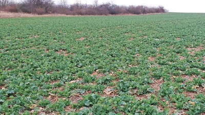 Současný stav řepkových porostů