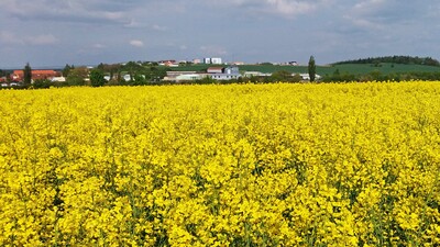 Stav řepek před sklizní a očekávané výnosy