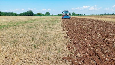 Dlátový kyprič Triolent