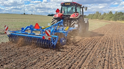 Dlátový kyprič Triolent