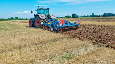 Dlátový kyprič Triolent