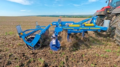 Dlátový kyprič Duolent