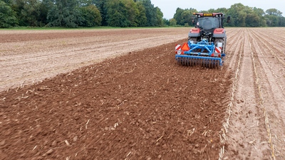 Dlátový kyprič Duolent