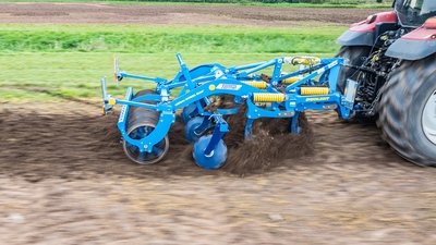 Dlátový kyprič Duolent