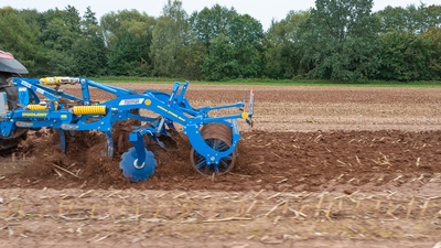 Dlátový kyprič Duolent