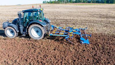 Dlátový kyprič Fantom