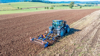 Dlátový kyprič Fantom