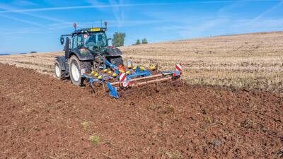 Dlátový kyprič Fantom