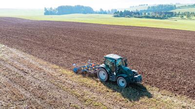 Dlátový kyprič Fantom