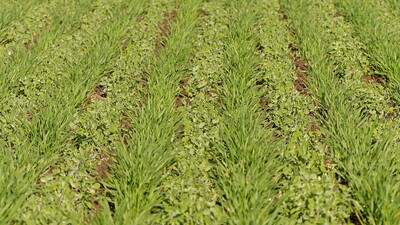 Sembradora Combinada Modular Falcon PRO