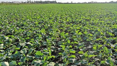 Sembradora Combinada Modular Falcon PRO