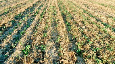 Sembradora Combinada Modular Falcon PRO