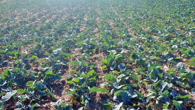 Sembradora Combinada Modular Falcon PRO