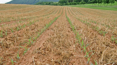 Slokšņu dziļirdinātājs Strip-Till