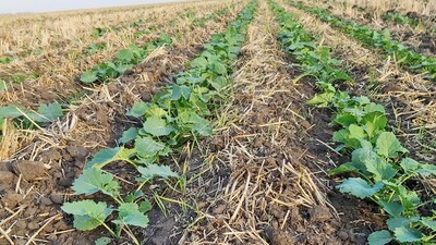 Slokšņu dziļirdinātājs Strip-Till