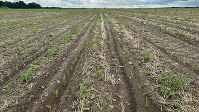 Slokšņu dziļirdinātājs Strip-Till