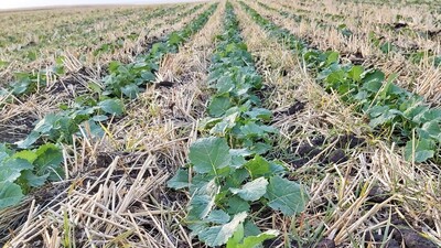 Slokšņu dziļirdinātājs Strip-Till