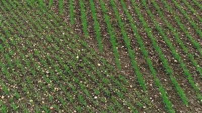 Компактная сеялка Falcon Compact