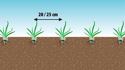 Semoir à socs Falcon PRO Tandem