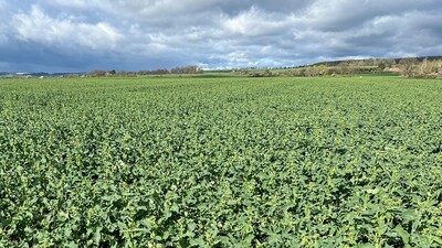 Ралничкова сеялка Falcon PRO Tandem