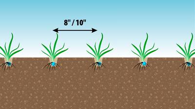 Tine seed drill Falcon PRO Tandem