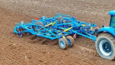 Dlátový kyprič Terrix